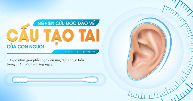 NGHIÊN CỨU ĐỘC ĐÁO VỀ CẤU TẠO TAI CỦA CON NGƯỜI